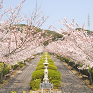 桜の季節