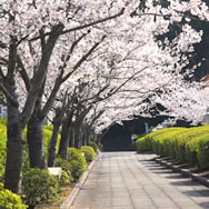 桜の季節