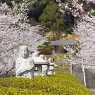 桜の季節