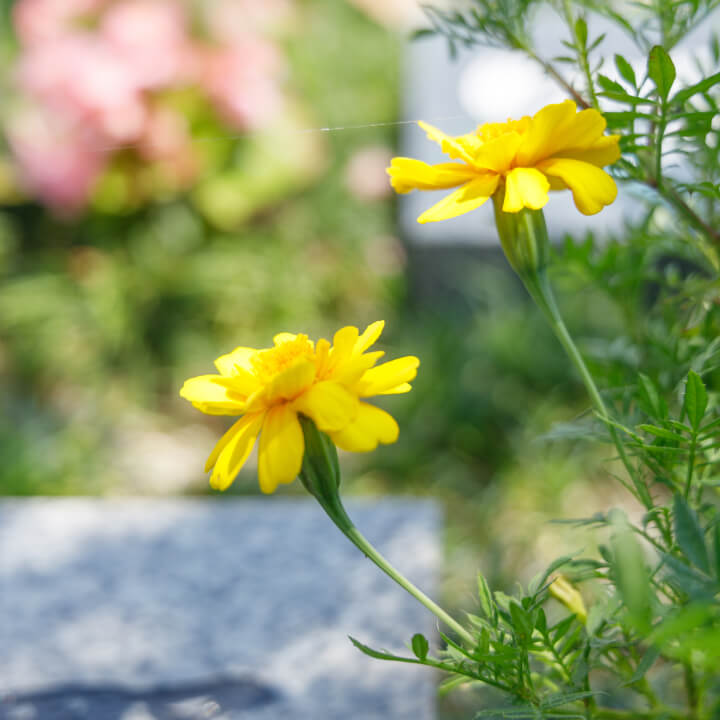 樹木葬・樹木花葬